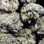 Blackberry Kush