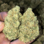 Grandaddy Purple