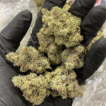 Amnesia Haze