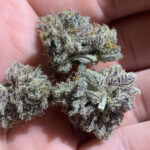 Animal Cookies